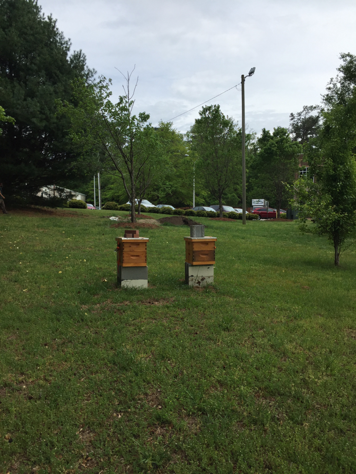 Beehives in the yard