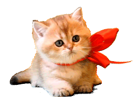 Gif of a Cat wearing a bow