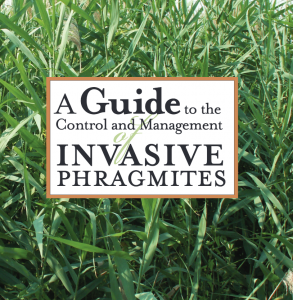 A Guide to the Control and Management of Invasive Phragmites